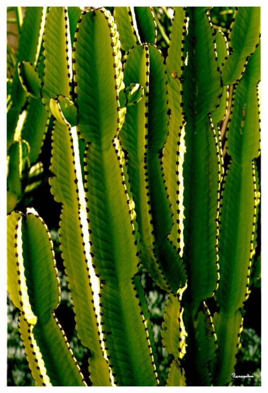 Main image [Picture]: Cactus