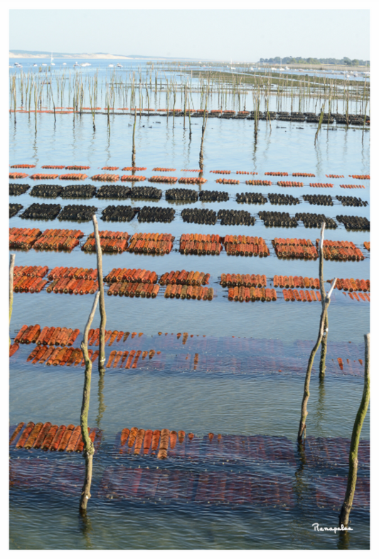 Main image [Picture]: Cap Ferret