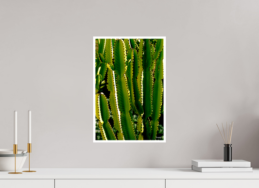 30 x 44,6 cm, Tirage Ultra Brillant [Picture]: Cactus